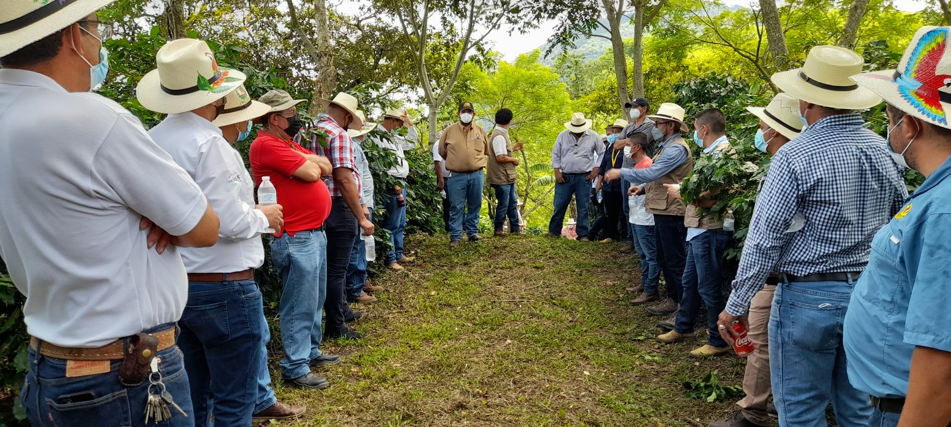 Finca Vitrina, productor Carlos Gonzales, Victoria, Atima.