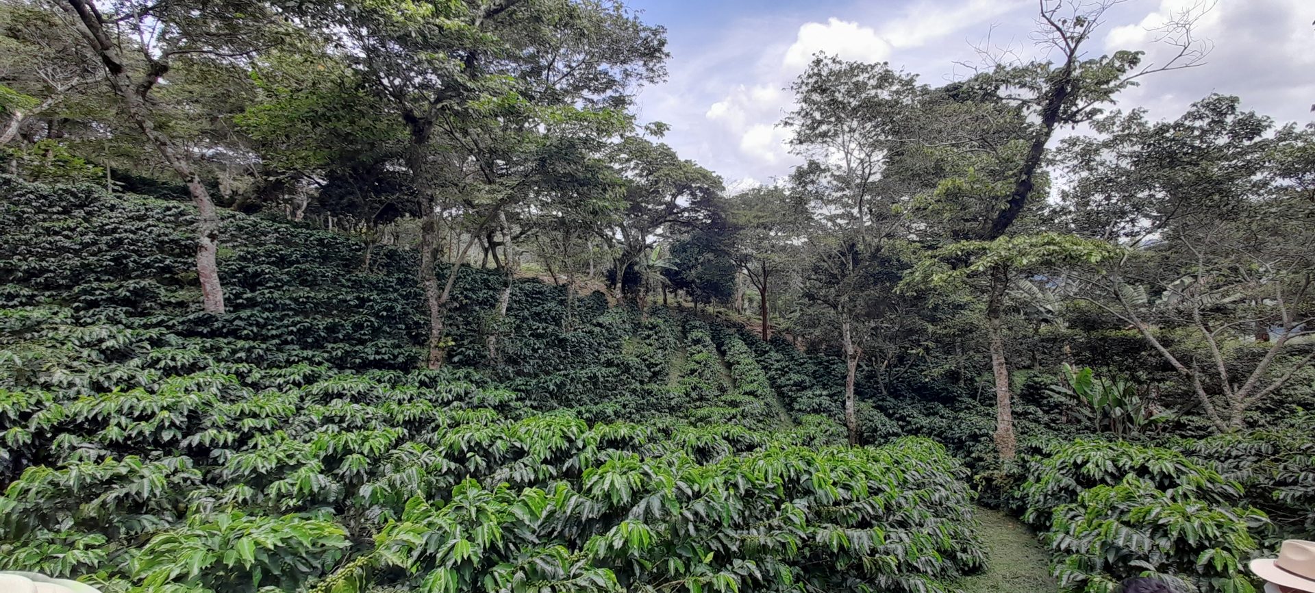 Finca Vitrina, productor Roger Alcántara, La Cañada, Atima.